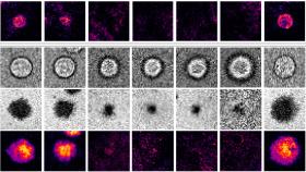 CD40 and CD40L interactions thumbnail image